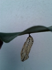 Methona themisto