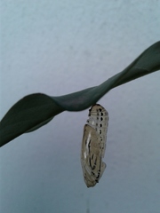 Methona themisto