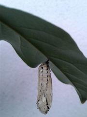 Methona themisto