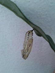 Methona themisto