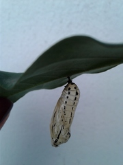 Methona themisto