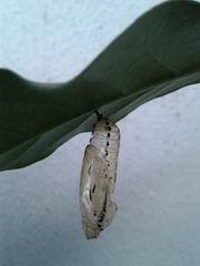 Methona themisto