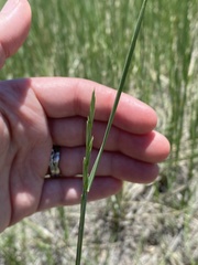 Elymus smithii