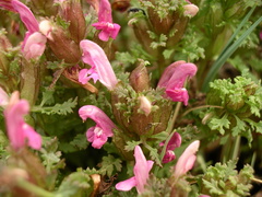 Pedicularis sylvatica