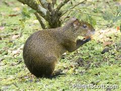 Dasyprocta variegata