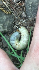 Xyloryctes jamaicensis