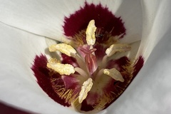 Calochortus dunnii