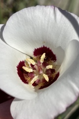 Calochortus dunnii