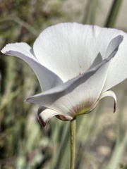 Calochortus dunnii