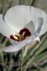 Calochortus dunnii