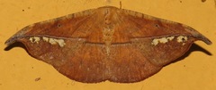 Oxydia platypterata