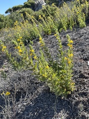 Diplacus clevelandii