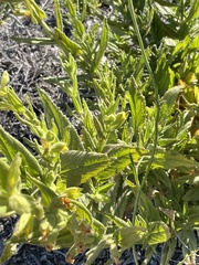 Diplacus clevelandii