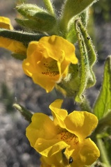 Diplacus clevelandii