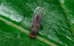 Agathomyia antennata