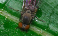 Agathomyia antennata