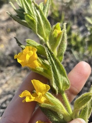 Diplacus clevelandii