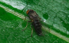 Agathomyia antennata