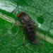 Agathomyia antennata - Photo (c) Sam R, algunos derechos reservados (CC BY-NC), subido por Sam R