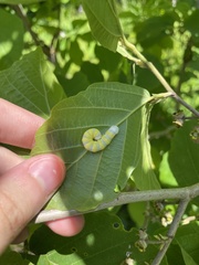 Pyreferra hesperidago