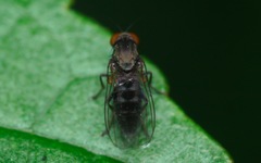Agathomyia antennata