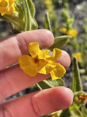 Diplacus clevelandii