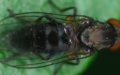 Agathomyia antennata