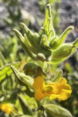 Diplacus clevelandii