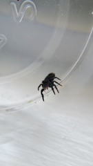 Phidippus borealis