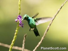 Chlorostilbon mellisugus