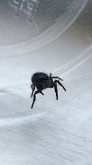 Phidippus borealis