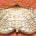Rhodoneura rufifimbria - Photo (c) Rich Hoyer, algunos derechos reservados (CC BY-NC-SA), subido por Rich Hoyer
