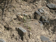 Masticophis lateralis euryxanthus