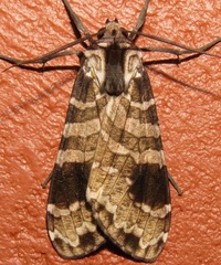 Elysius