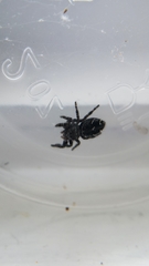 Phidippus borealis
