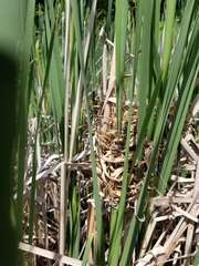 Cistothorus palustris