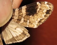 Elysius