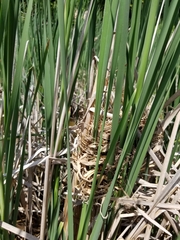 Cistothorus palustris