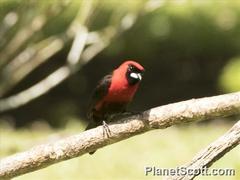 Ramphocelus nigrogularis