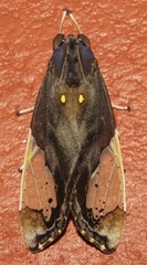 Bertholdia