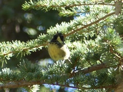 Periparus ater ledouci