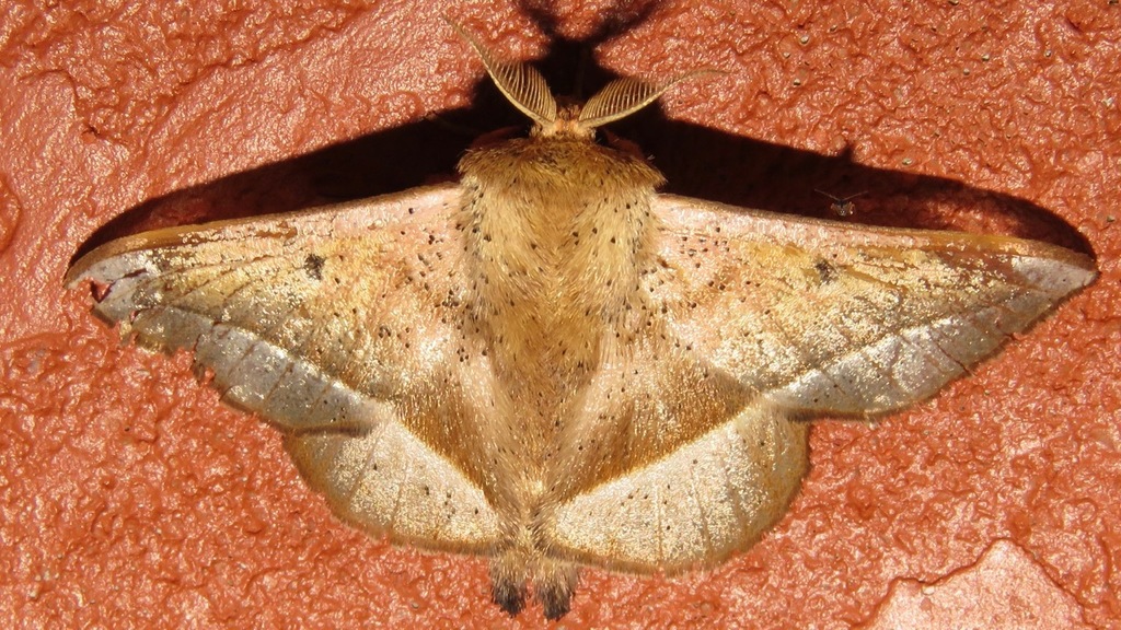 Druentica