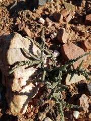 Crassula muscosa