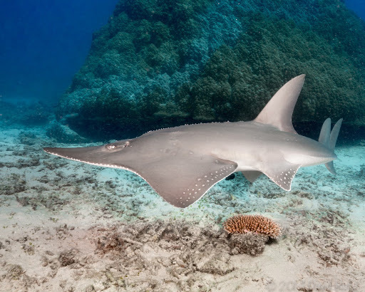 Bottlenose Wedgefish