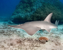 Rhynchobatus australiae