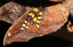 Nyceryx hyposticta