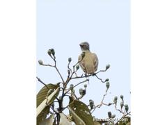 Myiozetetes granadensis