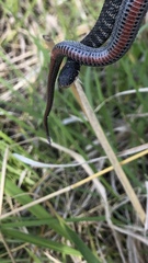 Clonophis kirtlandii