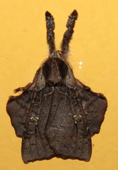 Desmoloma