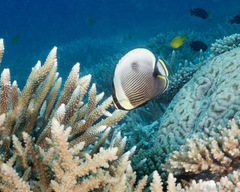 Chaetodon reticulatus